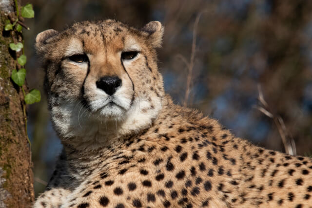 Dartmoor Zoo, Listing