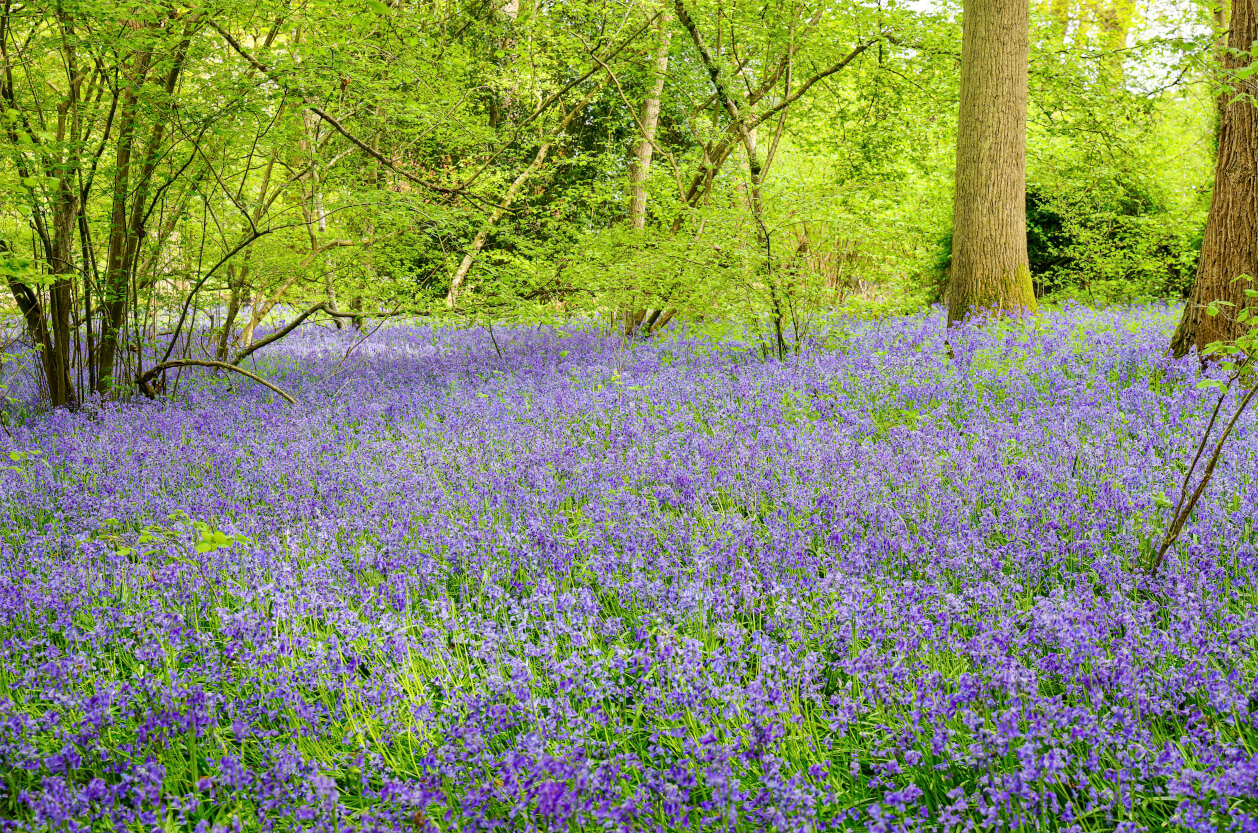 Enys Gardens