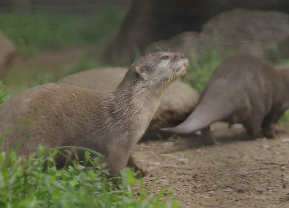 Otter Experience