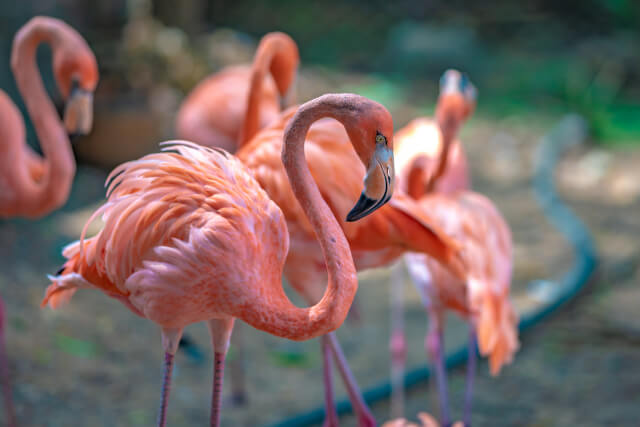 Flamingos at Chester Zoo