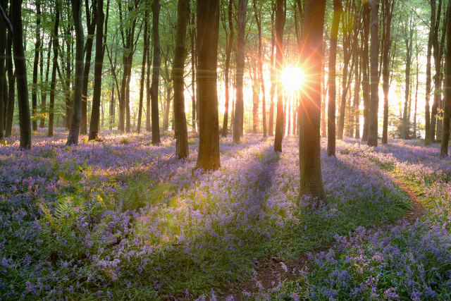 Forest of bluebells