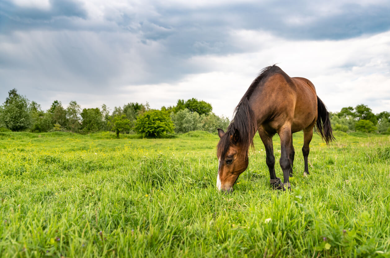 oundation First Equestrian Centre