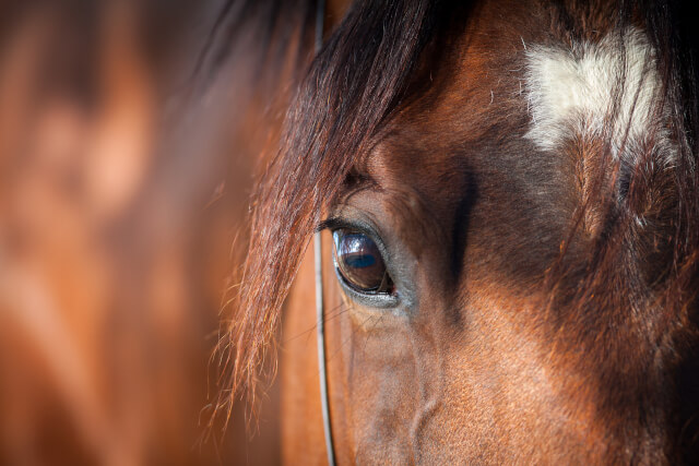 oundation First Equestrian Centre horse