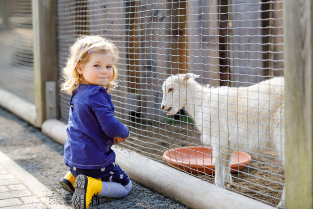 Girl feeding a lamb