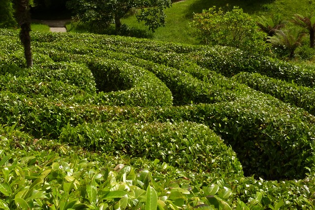 Glendurgan Garden