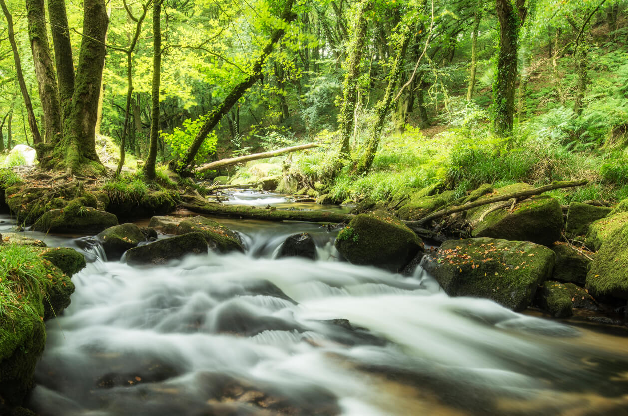 Golitha Falls