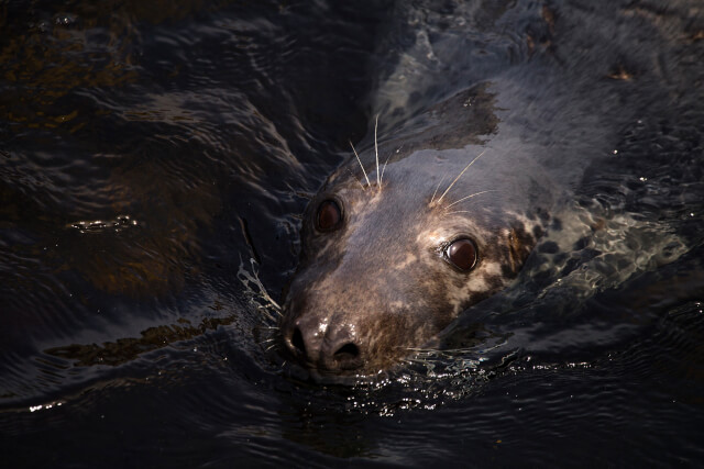 Grey seal swimming