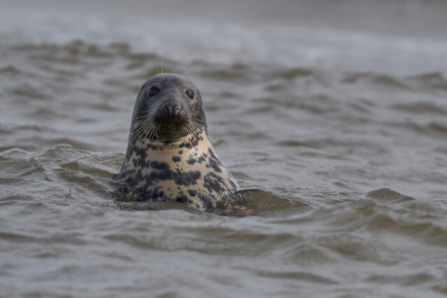 Grey seal