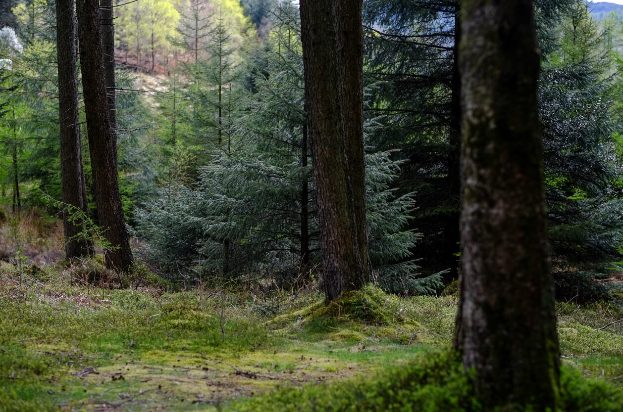 Grizedale Forest