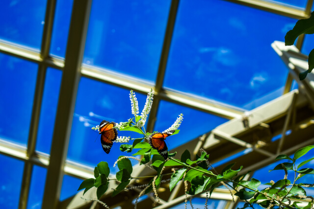 Guy's Butterfly House