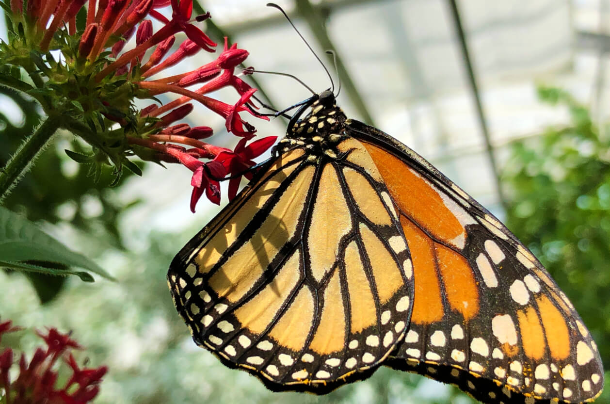 Guy's Butterfly House