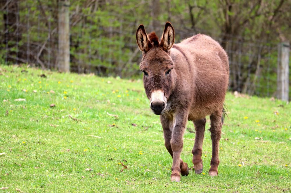 Isle of Wight Donkey Sanctuary, Feature