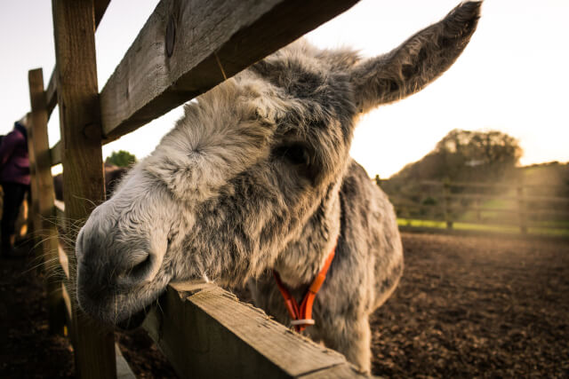 Isle of Wight Donkey Sanctuary, Listing