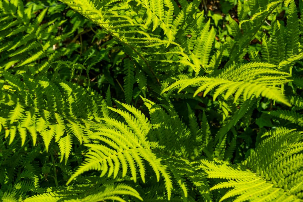 Lamorran House Gardens shrubbery