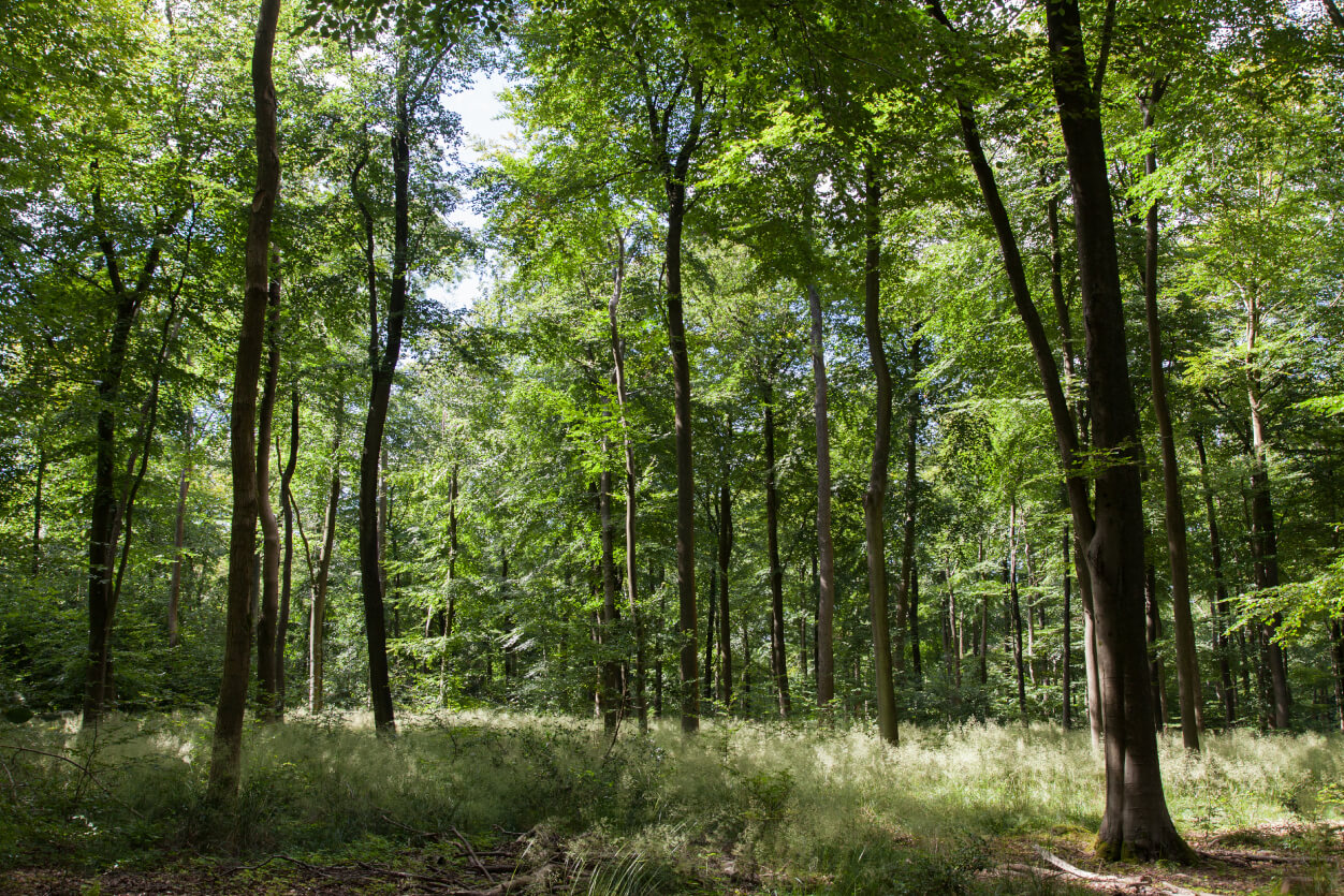 Lamorran Wood