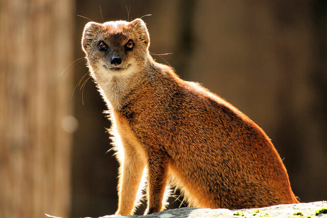 Mongoose Newquay Zoo