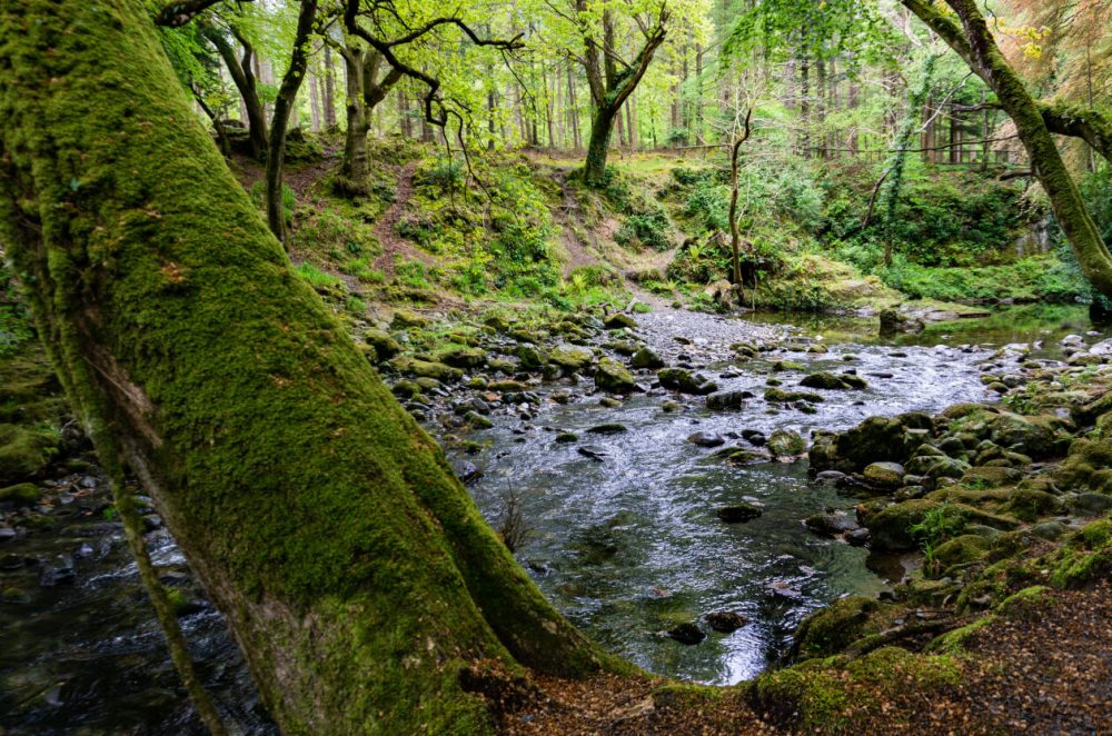 Mossy forest with stream
