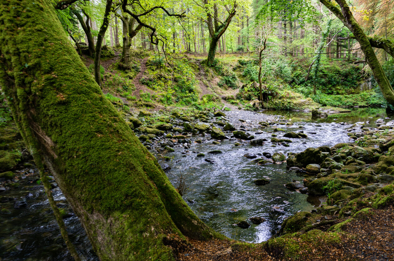 Mossy forest with stream