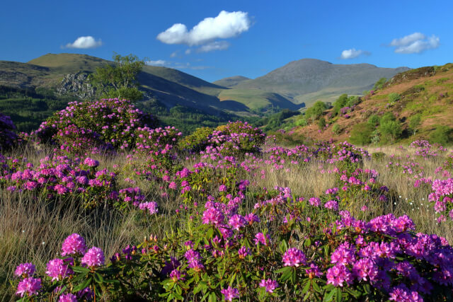 Muncaster Fell