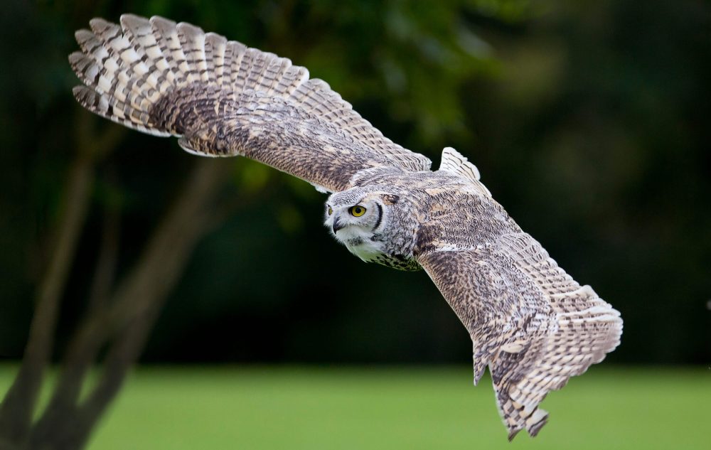 National Centre for Birds of Prey