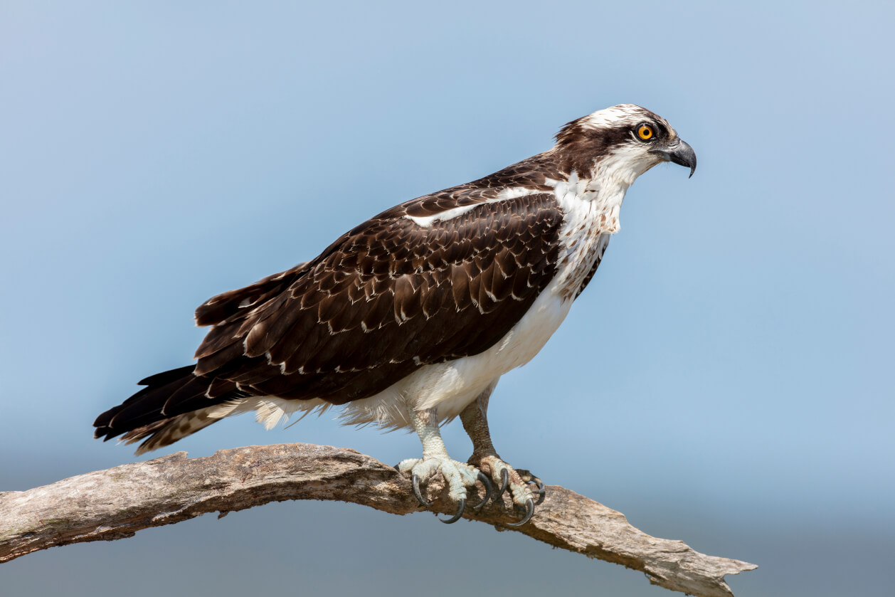 Osprey perched on a branch