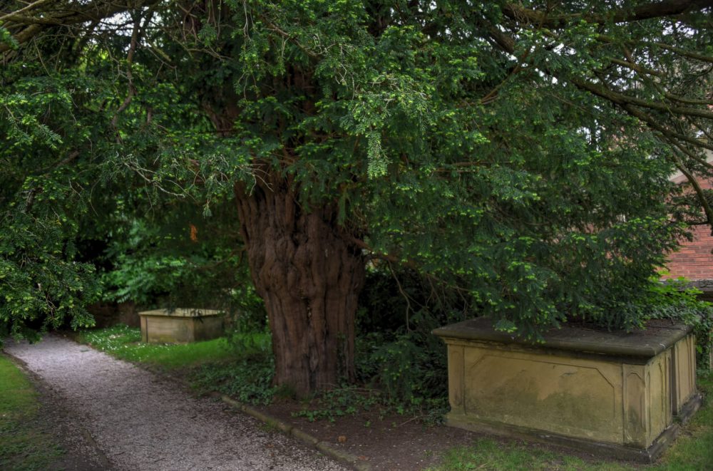 Overton Yew Trees, Wrexham