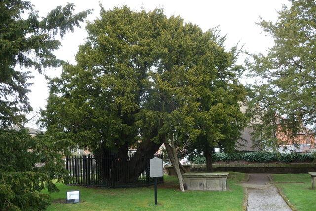 Overton Yew Trees