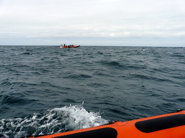 Padstow Sea Safari