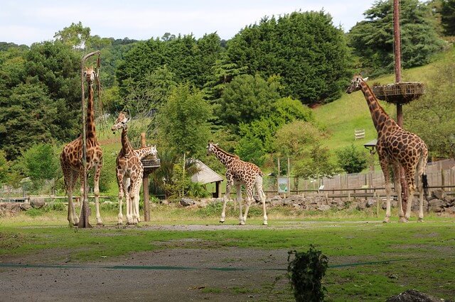 Paignton Zoo