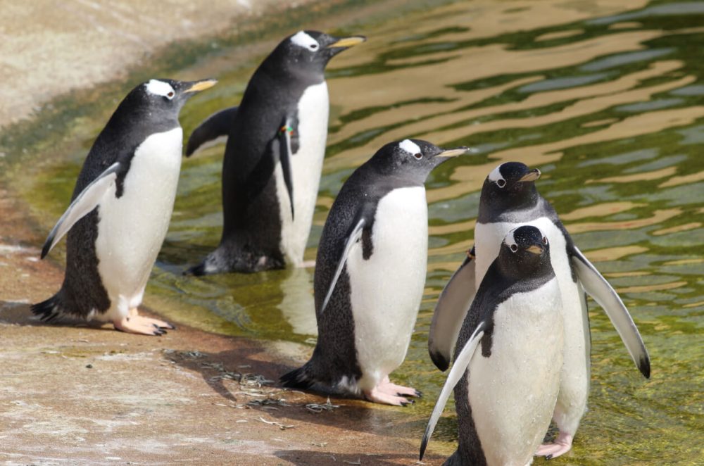 Penguins in Edinburgh Zoo