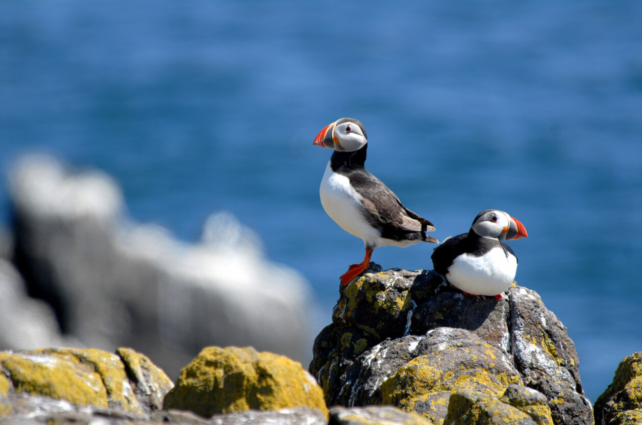 Puffin Island Cruises, Feature