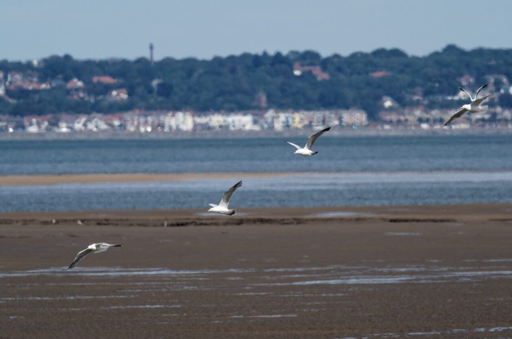 RSPB Point of Ayr - Dee Estuary