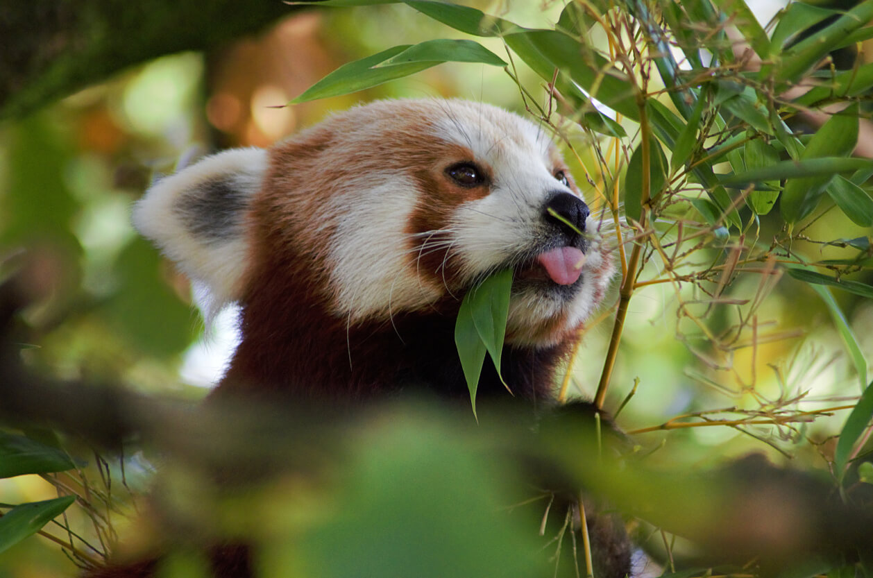 Red Panda at Chester Zoo