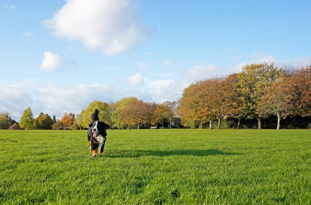 Saltmill Park Feature