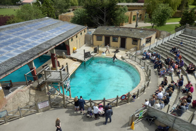 Sea Lion Show at Flamingo Land Resort