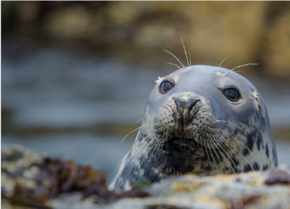 Seal Cave Experience