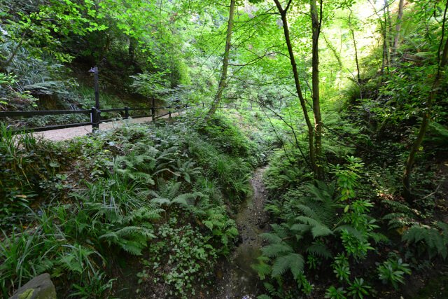 Shanklin Chine