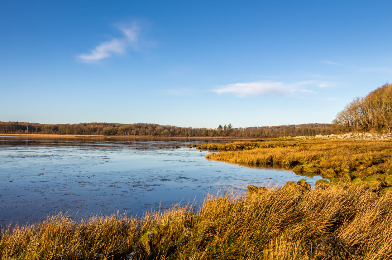 Shirehall Moor Local Nature Reserve Feature