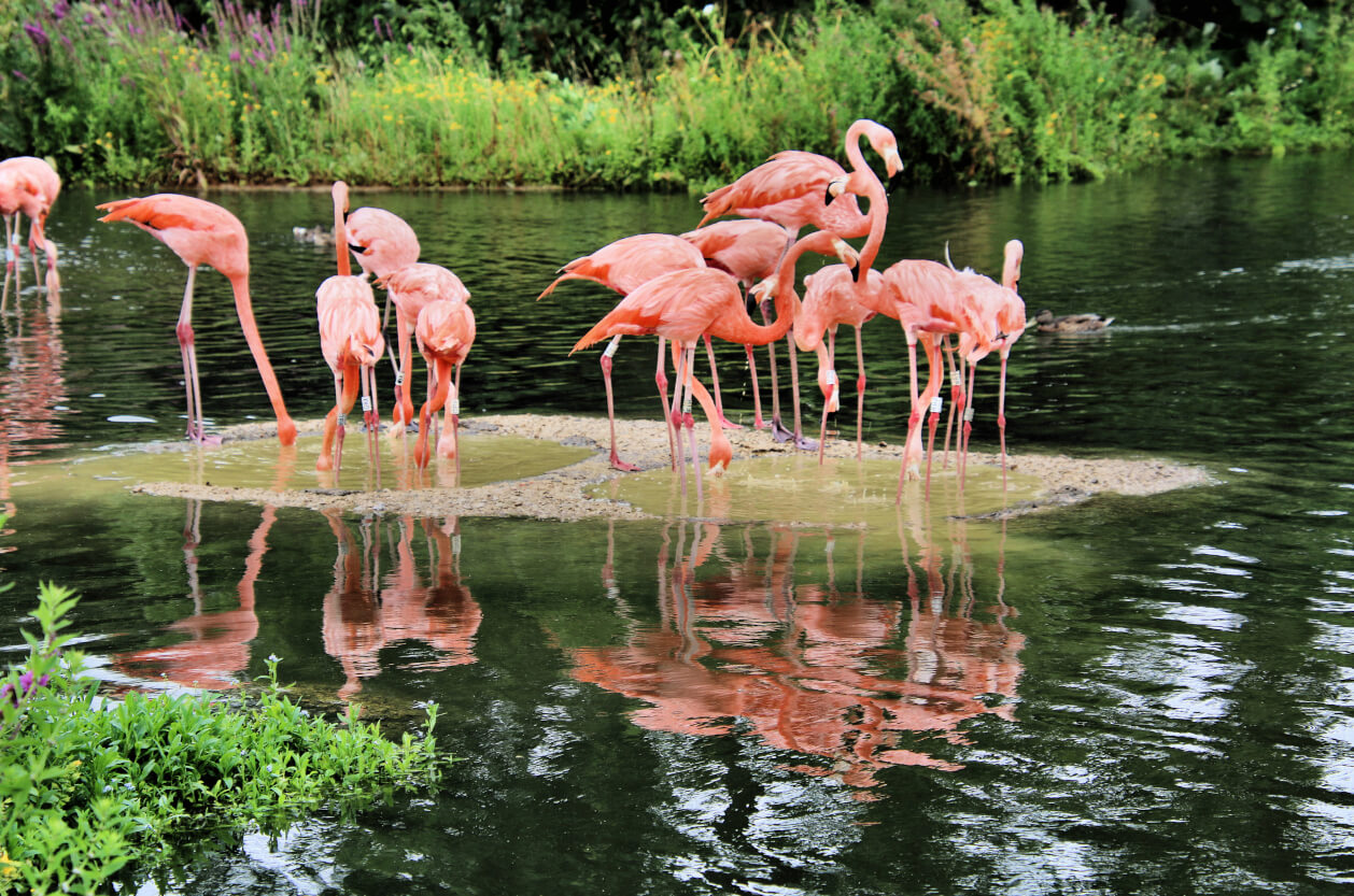 Slimbridge WWT