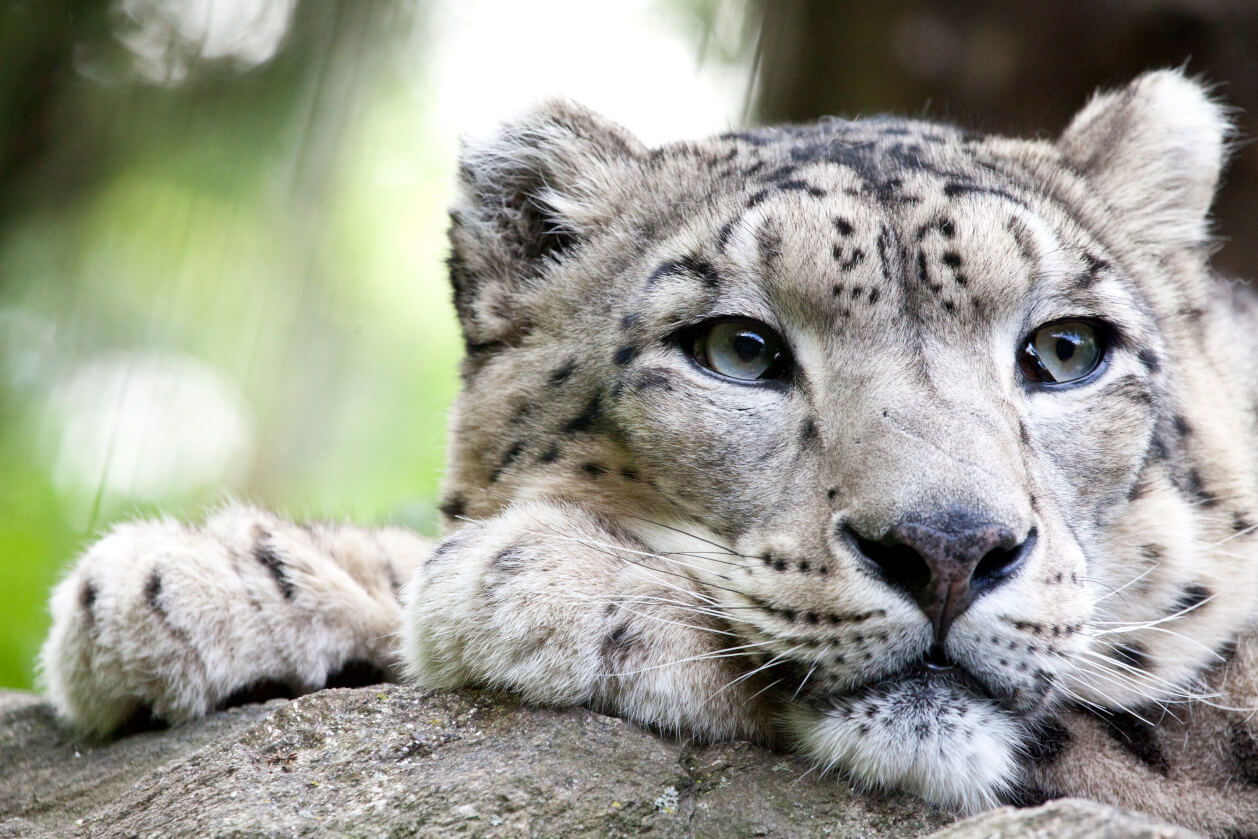 Snow leopard