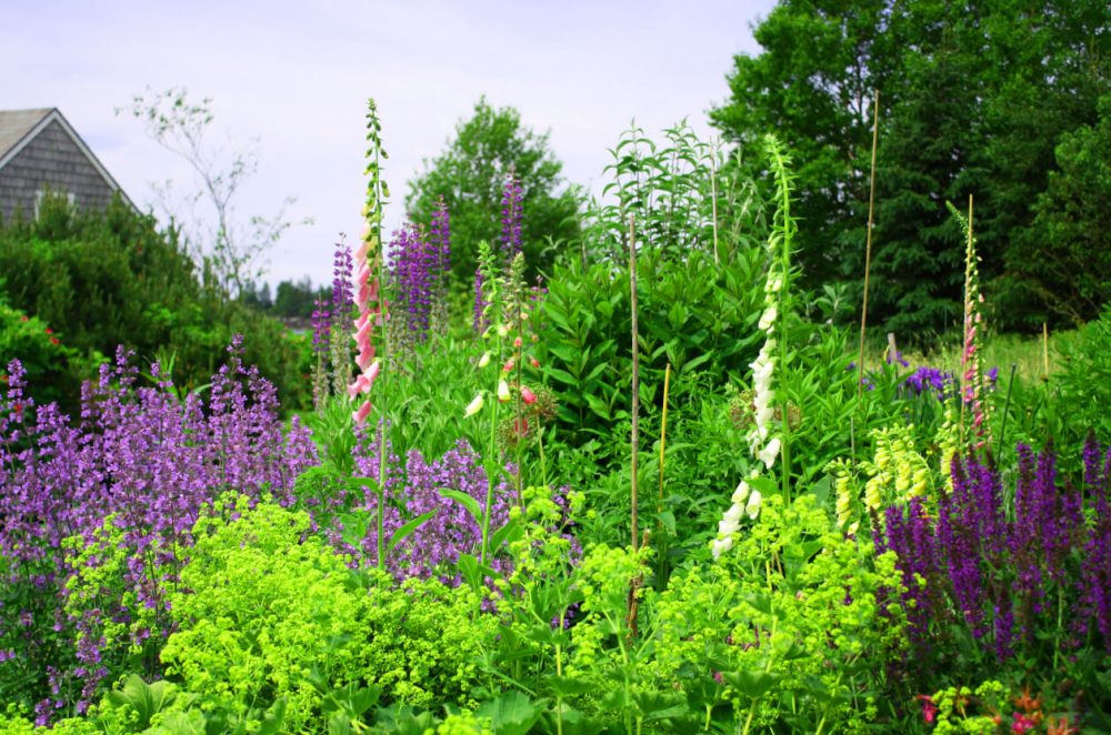 Tanglewood Wild Garden, Penzance