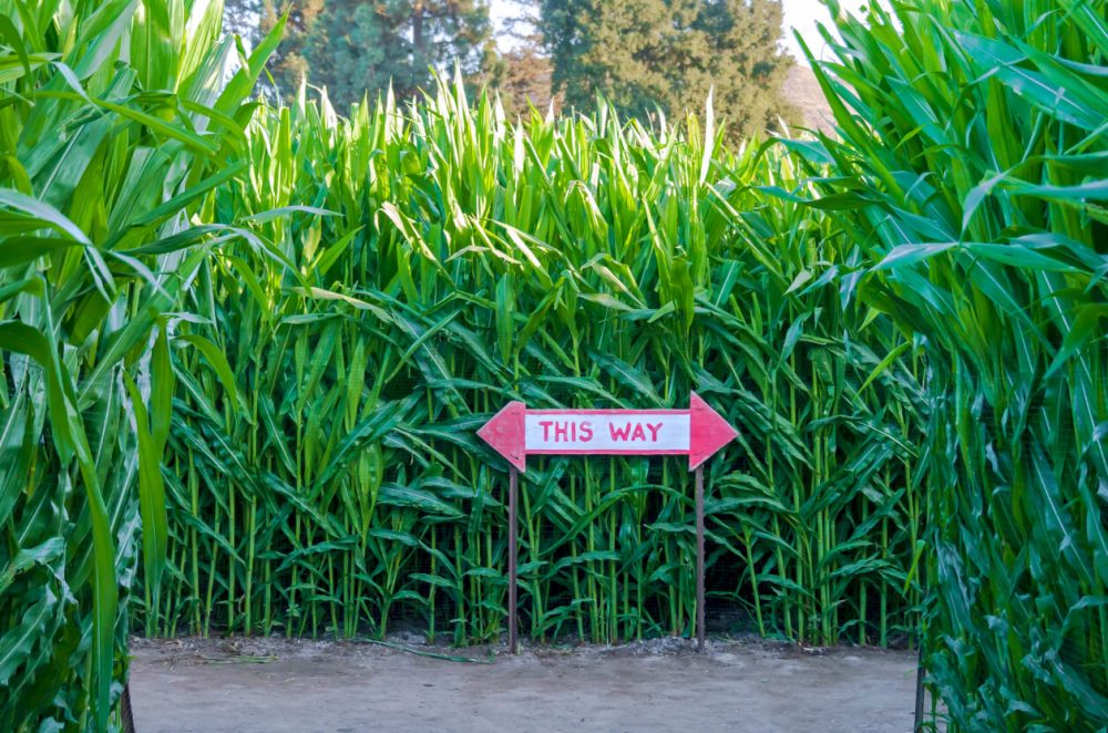 The Cornish Maize Maze and Fun Farm, Feature