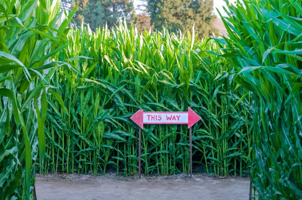 The Cornish Maize Maze and Fun Farm, Feature