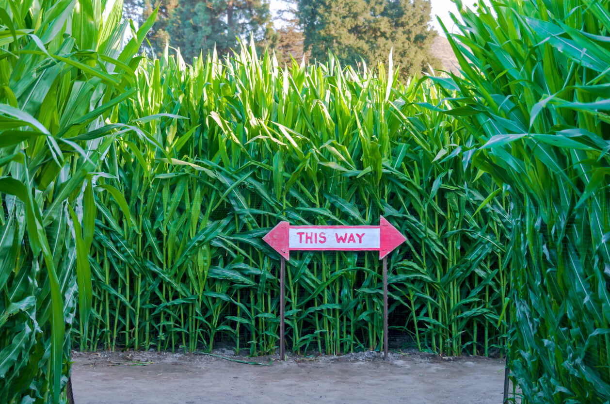 The Cornish Maize Maze and Fun Farm, Feature