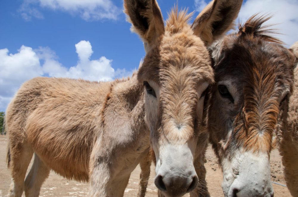 The Flicka Foundation Donkey Sanctuary, Feature