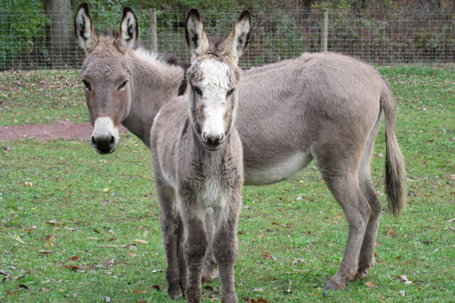 The Flicka Foundation Donkey Sanctuary, Listing
