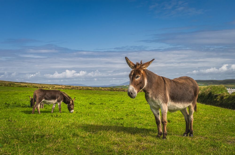 The Tamar Valley Donkey Park, Feature