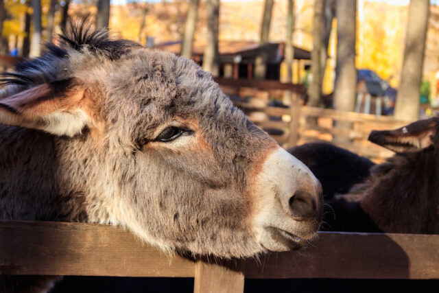 The Tamar Valley Donkey Park, Listing