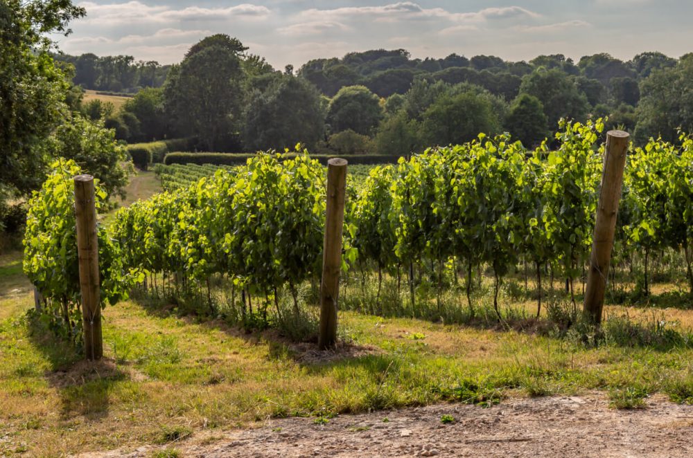 Vineyard in the countryside