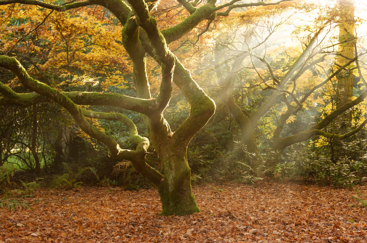 Westonbirt